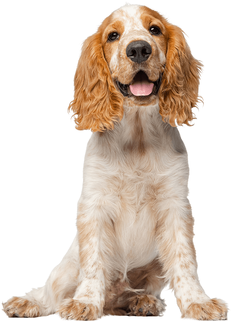 brown and white cocker spaniel isolated with no background