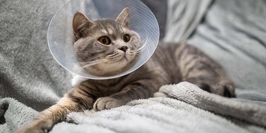 gray striped cat wearing plastic surgical cone
