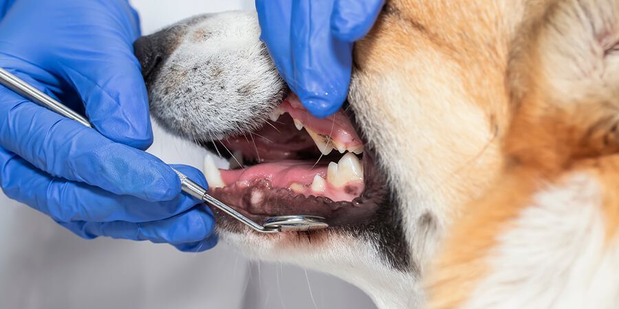closeup of a dogs mouth during a dental exam