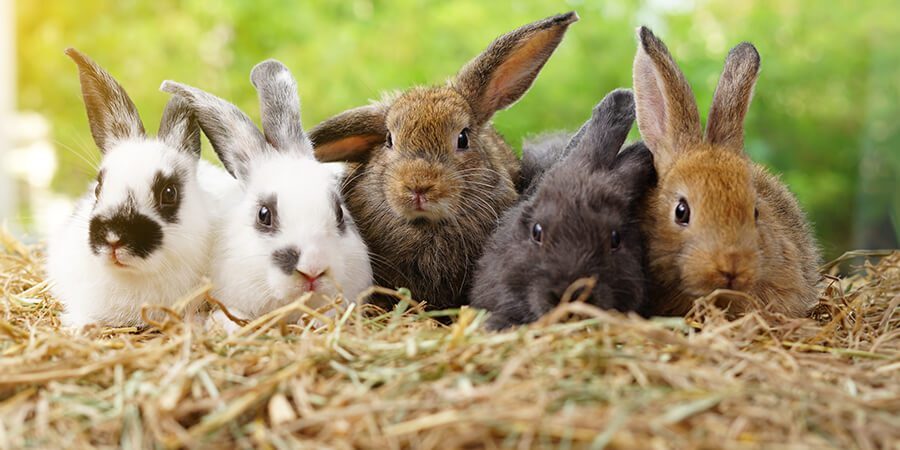 five pet rabbits in various colors sitting in the straw