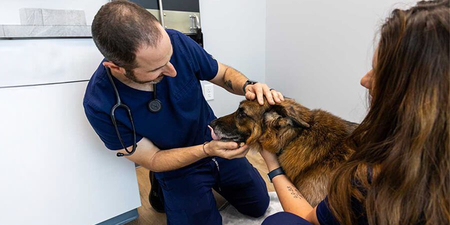 Vet Examining Dogs Face